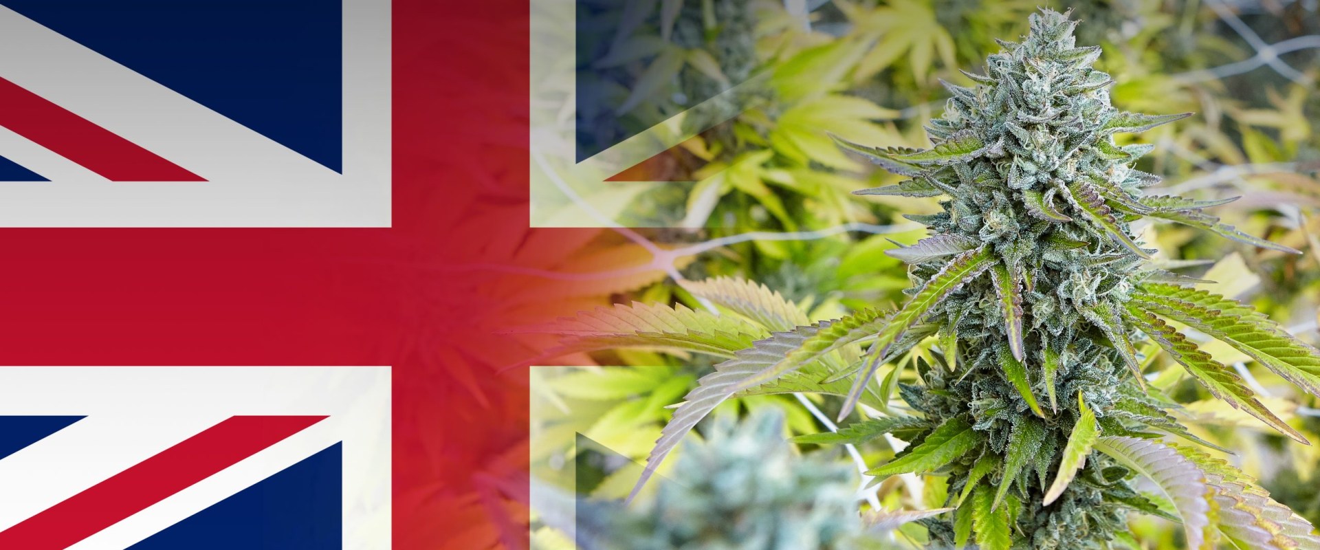 UK Cannabis Culture