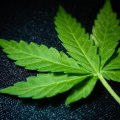Supply Chain Management in the UK Cannabis Industry