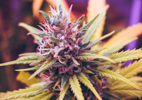 Supporting Ethical and Sustainable Practices in the Cannabis Industry: A Comprehensive Guide