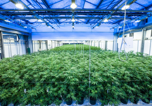 Reviews of Indoor and Outdoor Growing Equipment: Exploring the Latest Innovations in the Cannabis Industry